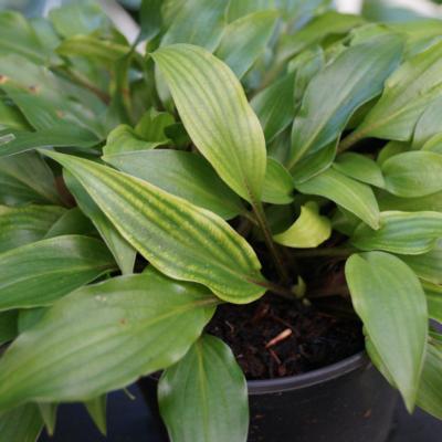 Hosta 'Little Red Joy'